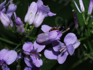紫花碎米薺