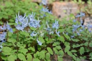 石上大丁草 石上大丁草