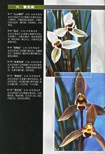 中國蓮瓣蘭名品賞培