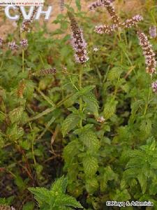 留蘭香菌核病 留蘭香菌核病