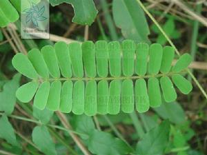 相思子屬 相思子屬