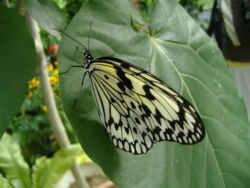 （圖）大白斑蝶