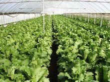 柏梓鎮萬畝蔬菜基地