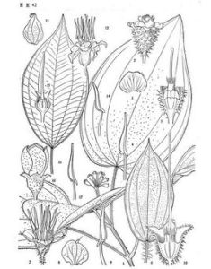 剛毛錦香草 剛毛錦香草