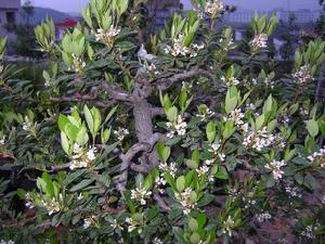 春花木石斑木、雷公樹