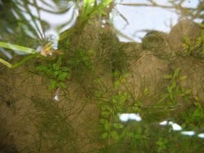 纖細異極藻 纖細異極藻