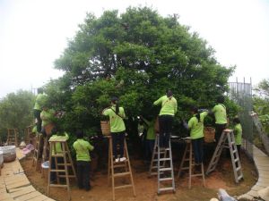 黃枝香茶 黃枝香茶