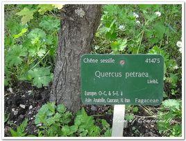 無梗花櫟 無梗花櫟