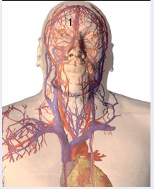 上腔靜脈受壓綜合徵