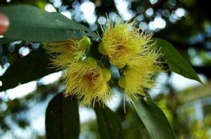 尖萼蒲桃 尖萼蒲桃