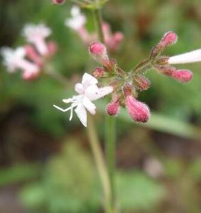 瑞香纈草 瑞香纈草