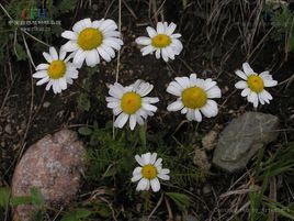 褐苞三肋果 褐苞三肋果