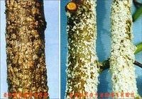 同翅目盾蚧科 同翅目盾蚧科