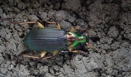 脊青步甲 脊青步甲