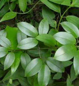 光清香藤 光清香藤