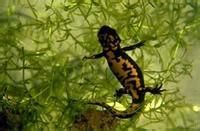 東美螈屬 東美螈屬