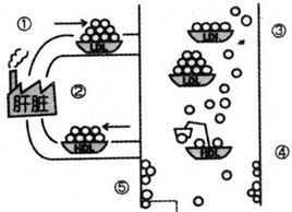 壞膽固醇 壞膽固醇