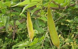 皂莢[豆科植物]