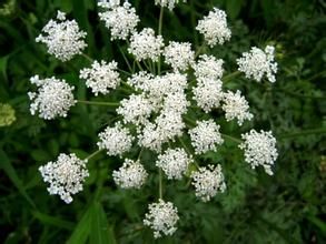 隱果鶴虱 隱果鶴虱