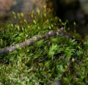 短柄大帽蘚 短柄大帽蘚