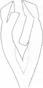 蘇小肥螋線描圖