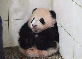 胖大海[大熊貓胖大海]