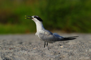 白嘴端鳳頭燕鷗 白嘴端鳳頭燕鷗