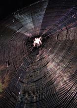 蜘蛛網[蜘蛛編織的網狀物]