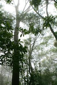 尖峰嶺熱帶雨林