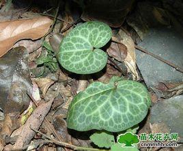 小葉馬蹄香 小葉馬蹄香