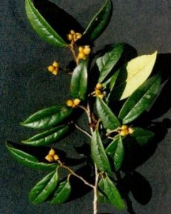 短萼紫莖 短萼紫莖