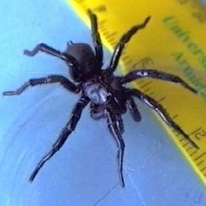 最危險的毒蜘蛛:雪梨漏斗網蜘蛛