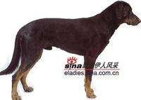 畢右瑟任犬 畢右瑟任犬