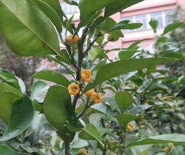 代代酸橙 代代酸橙