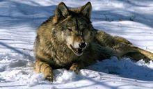 俄羅斯狼 俄羅斯狼