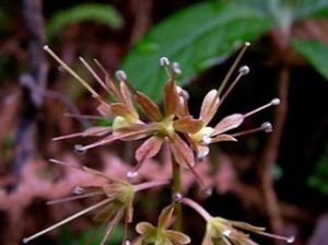 雲南丫蕊花 雲南丫蕊花