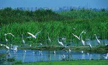 雙台河口國家級自然保護區