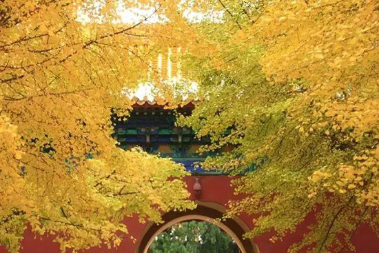 一到秋天,北京又又又美成了北平!