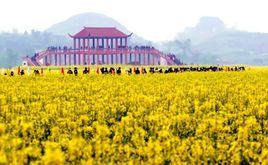 油菜花大觀園 油菜花大觀園