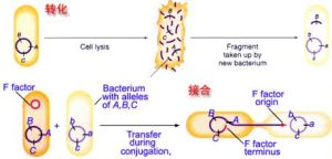 基因轉移 基因轉移