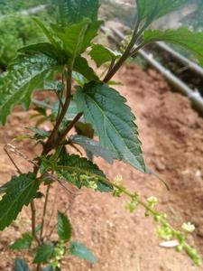 珍珠透骨草[大戟科地構葉屬地構葉異名]