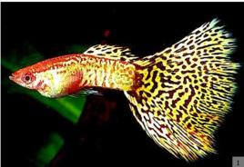 蛇王孔雀魚 蛇王孔雀魚