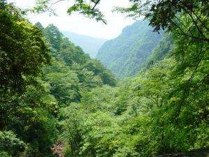 貴州習水中亞熱帶常綠闊葉林國家級自然保護區