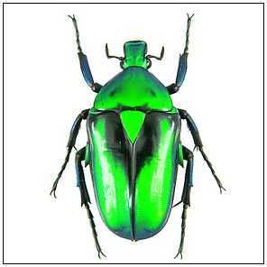 綠羅羅花金龜 綠羅羅花金龜