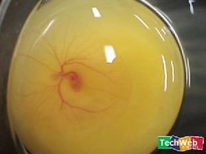 雞胚的早期發育