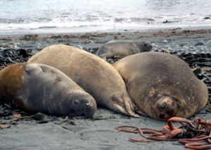 海豹科：象海豹（雌）Mirounga leonina