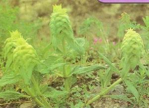 齒白苞筋骨草 齒白苞筋骨草