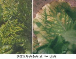 萵苣葉焦病