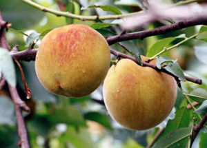 大連黃桃 大連黃桃