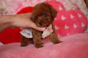 茶杯泰迪犬 茶杯泰迪犬